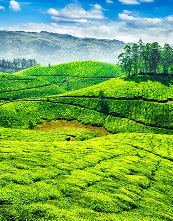 Munnar-Best-Places-In-India-For-Honeymoon