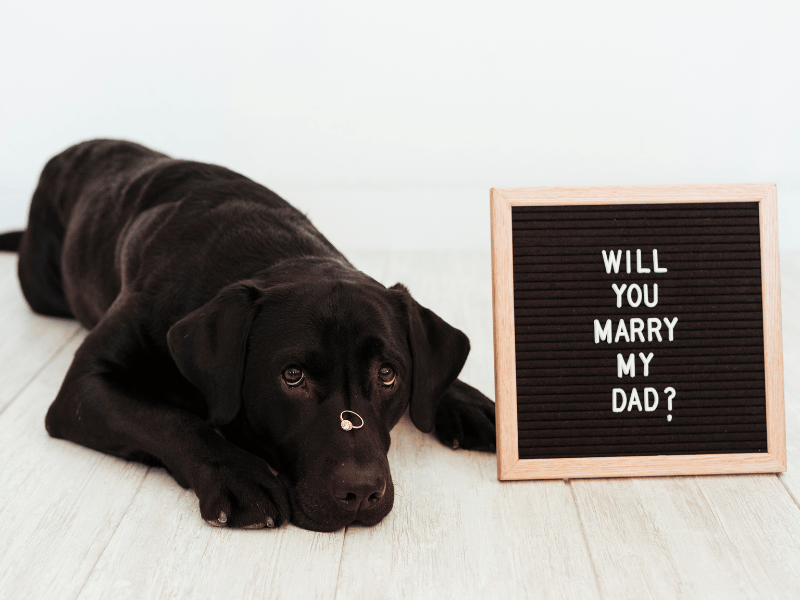 Take help from your pets